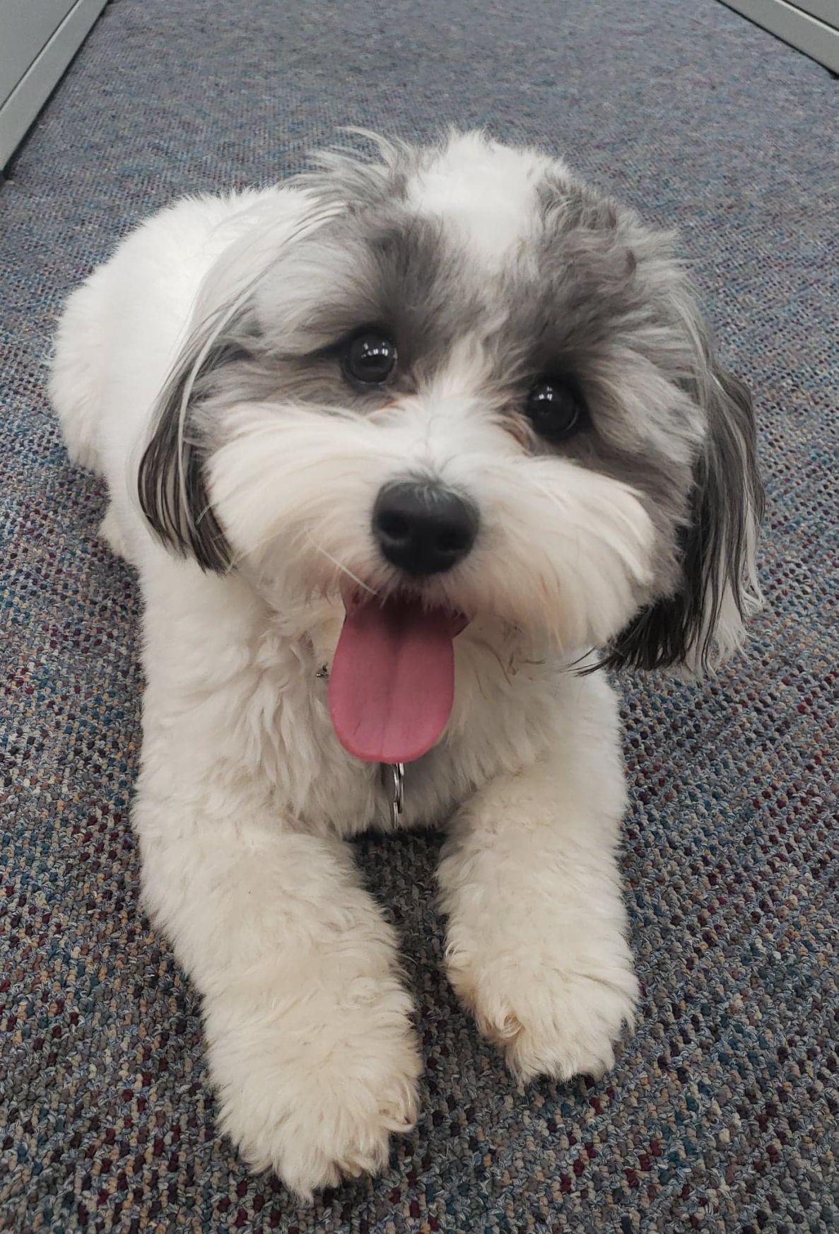 Sprocket!